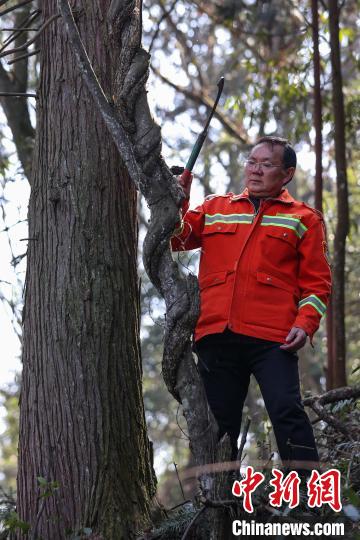 贵州汇川：护林员陈正华“以林为家”坚守林场25年(图2)