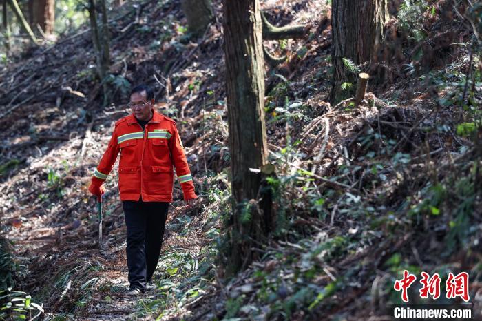 贵州汇川：护林员陈正华“以林为家”坚守林场25年(图3)