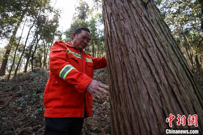 贵州汇川：护林员陈正华“以林为家”坚守林场25年(图1)