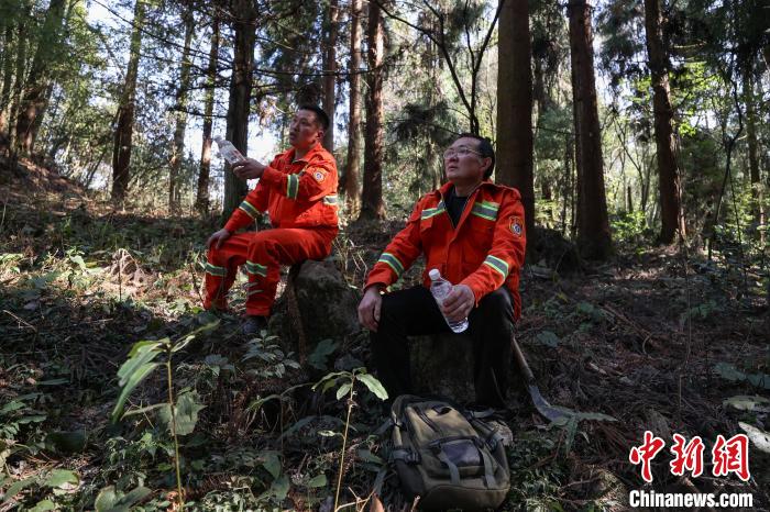 贵州汇川：护林员陈正华“以林为家”坚守林场25年(图7)