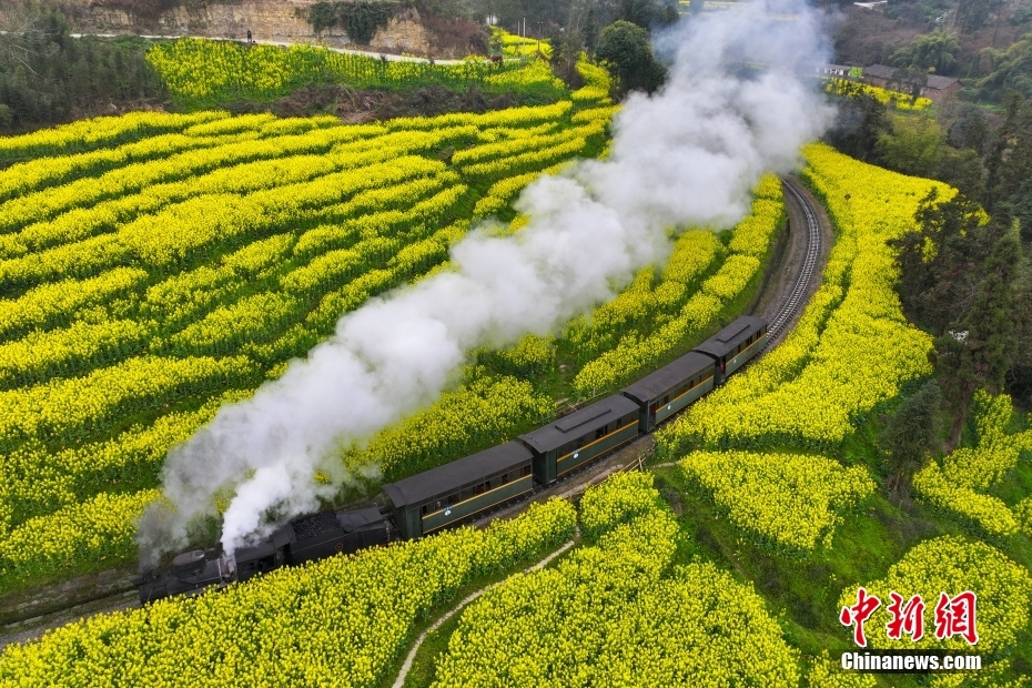 穿行在油菜花海 四川犍为开往“春天的火车”迎客忙(图1)