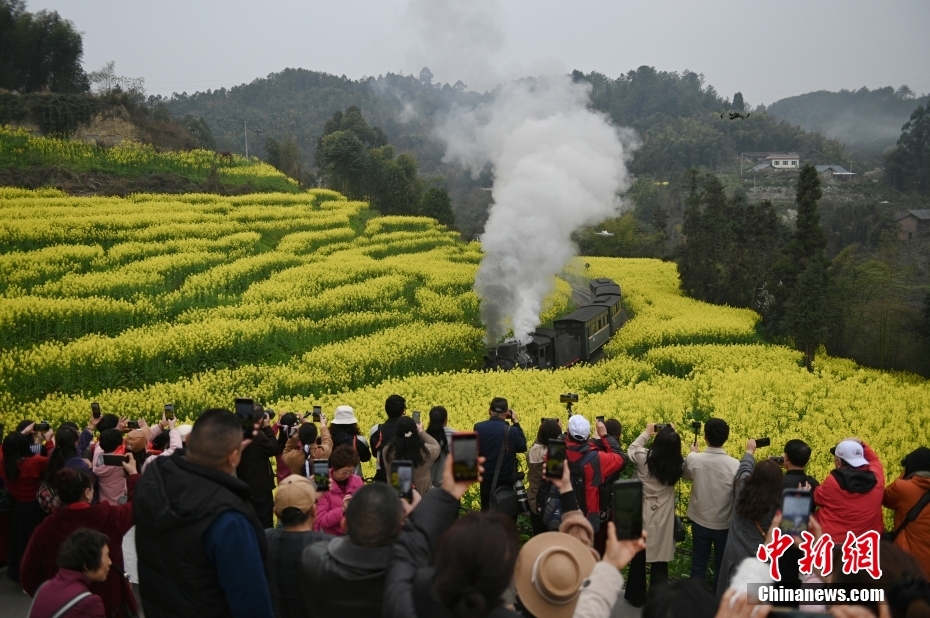 穿行在油菜花海 四川犍为开往“春天的火车”迎客忙(图2)