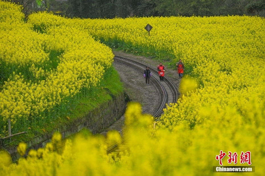穿行在油菜花海 四川犍为开往“春天的火车”迎客忙(图6)
