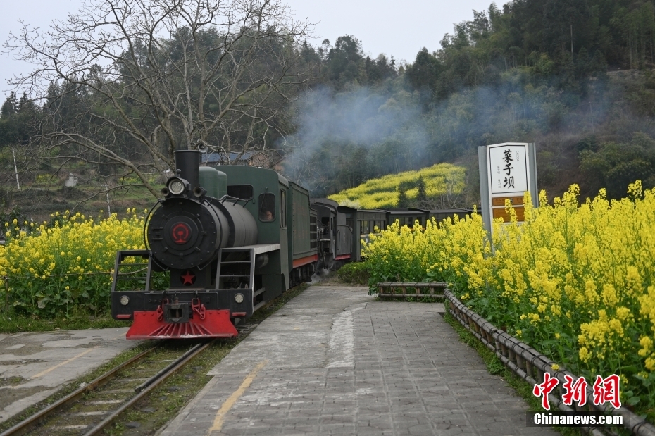 穿行在油菜花海 四川犍为开往“春天的火车”迎客忙(图4)
