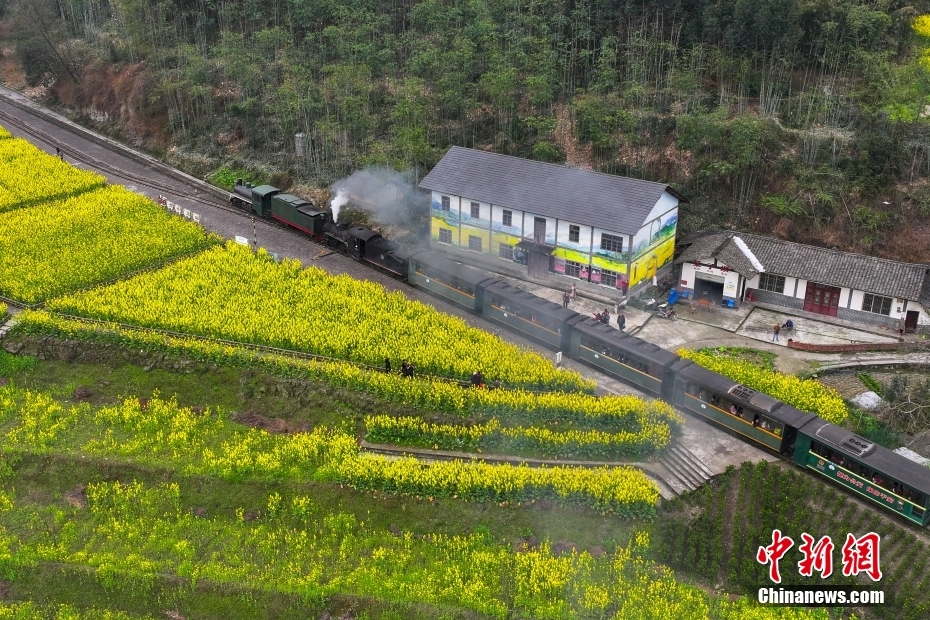 穿行在油菜花海 四川犍为开往“春天的火车”迎客忙(图7)