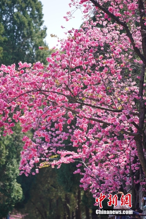 云南昆明：“圆通花潮”春意浓(图3)