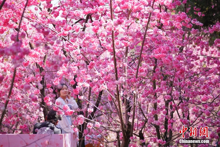 云南昆明：“圆通花潮”春意浓(图2)