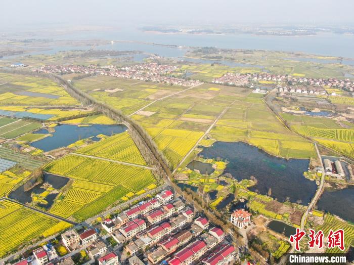 江西南昌：金色油菜花迎春绽放 铺满大地绘就秀美乡村画卷(图3)