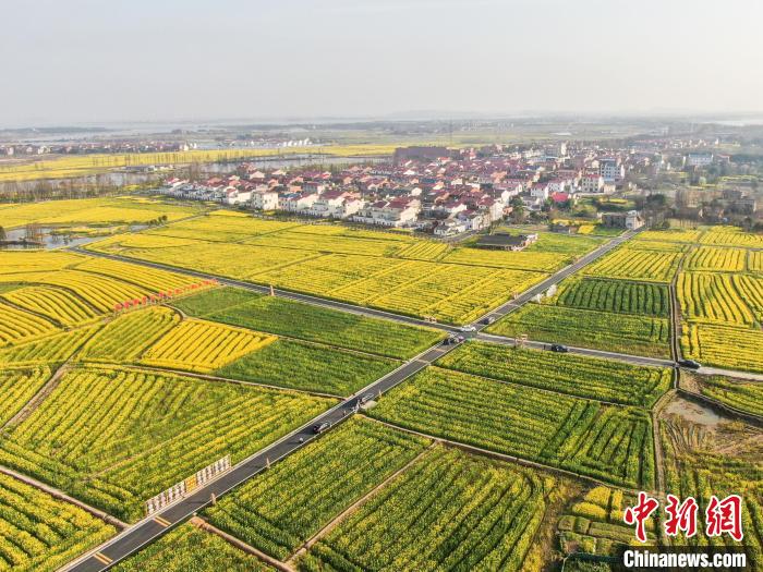 江西南昌：金色油菜花迎春绽放 铺满大地绘就秀美乡村画卷(图4)