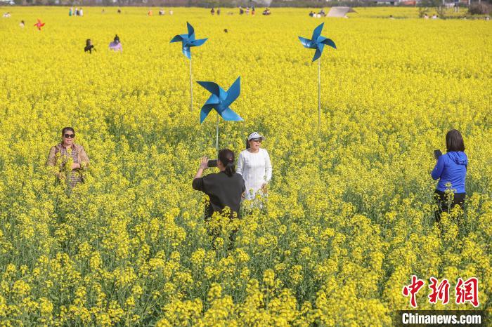 江西南昌：金色油菜花迎春绽放 铺满大地绘就秀美乡村画卷(图9)