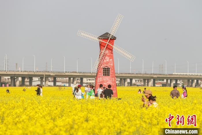 江西南昌：金色油菜花迎春绽放 铺满大地绘就秀美乡村画卷(图6)