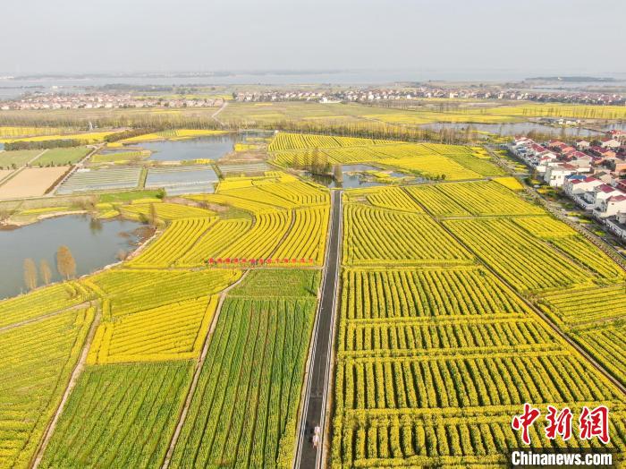 江西南昌：金色油菜花迎春绽放 铺满大地绘就秀美乡村画卷(图7)