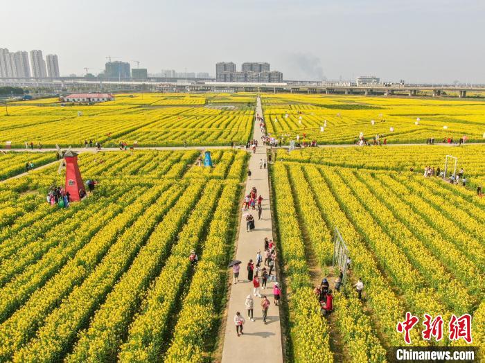 江西南昌：金色油菜花迎春绽放 铺满大地绘就秀美乡村画卷(图12)
