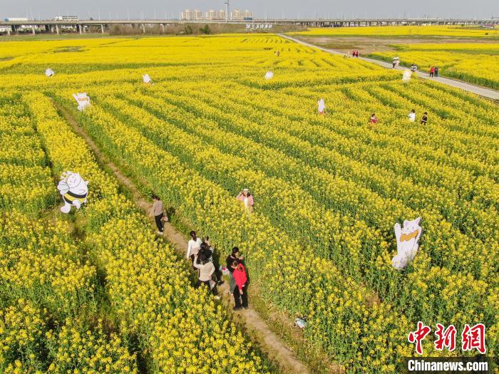江西南昌：金色油菜花迎春绽放 铺满大地绘就秀美乡村画卷(图11)